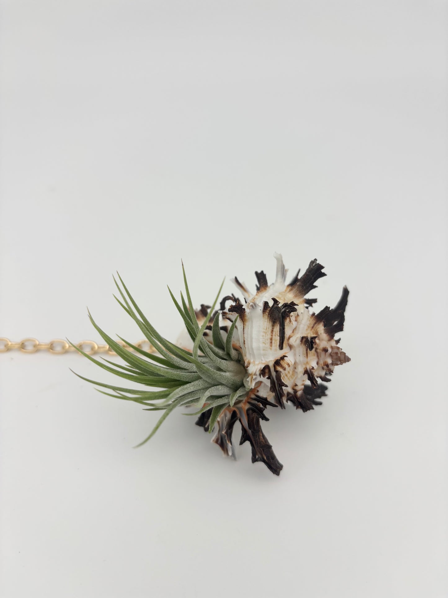 Crystal + Shell Suncatcher: ~ 12"-14"