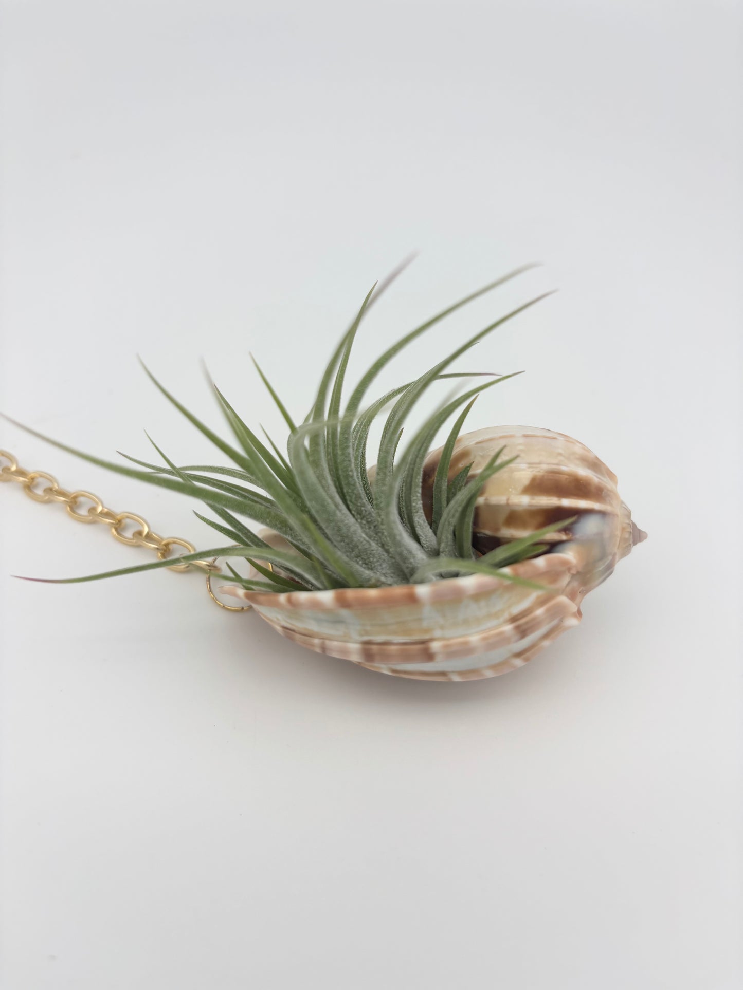 Crystal + Shell Suncatcher: ~ 12"-14"