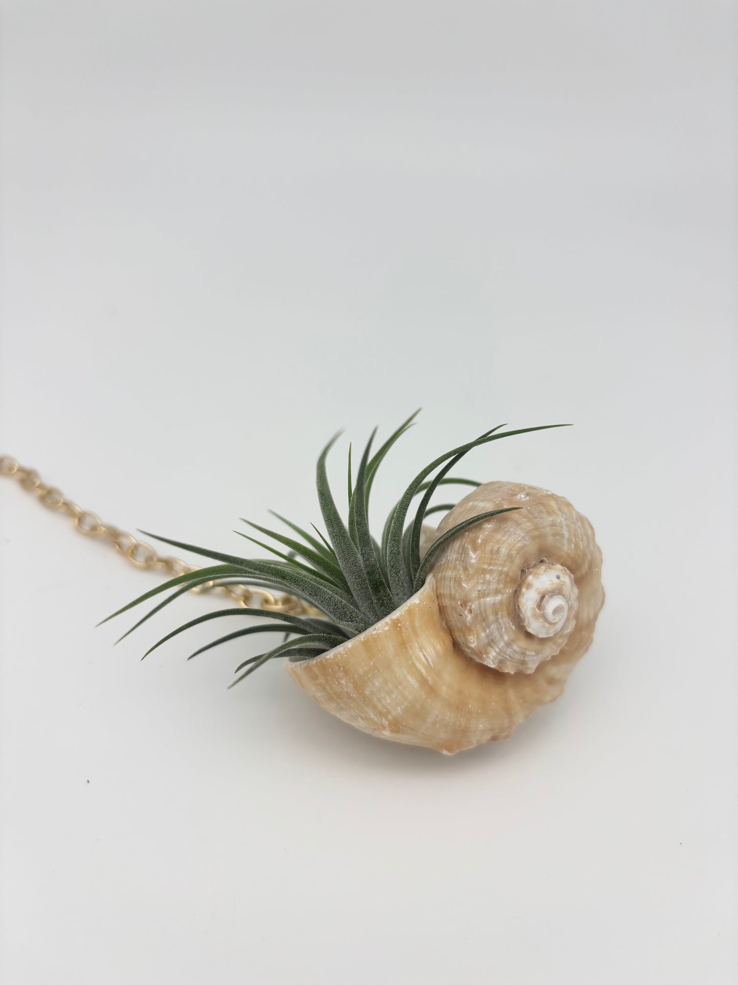 Crystal + Shell Suncatcher: ~ 12"-14"