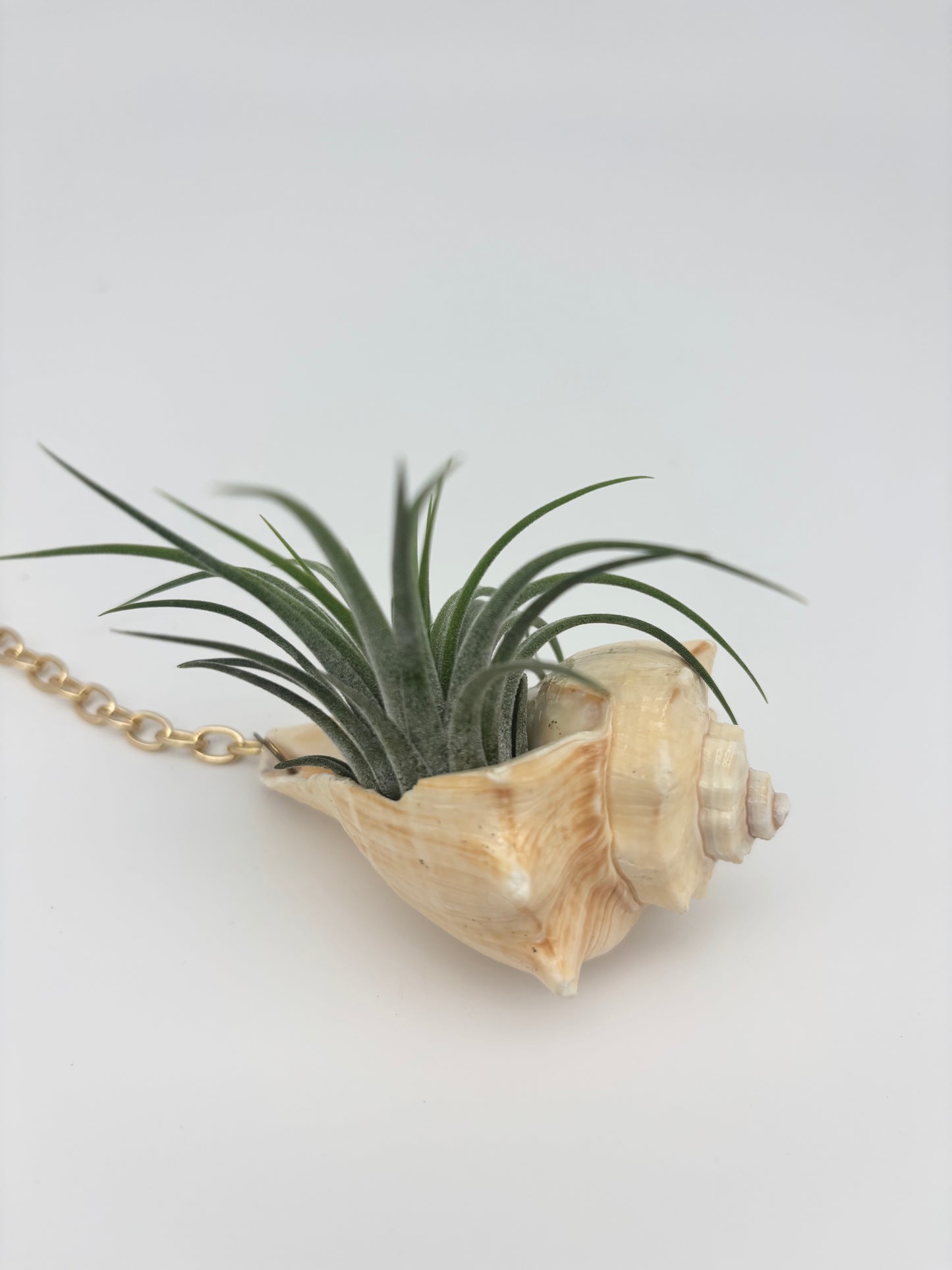 Crystal + Shell Suncatcher: ~ 12"-14"