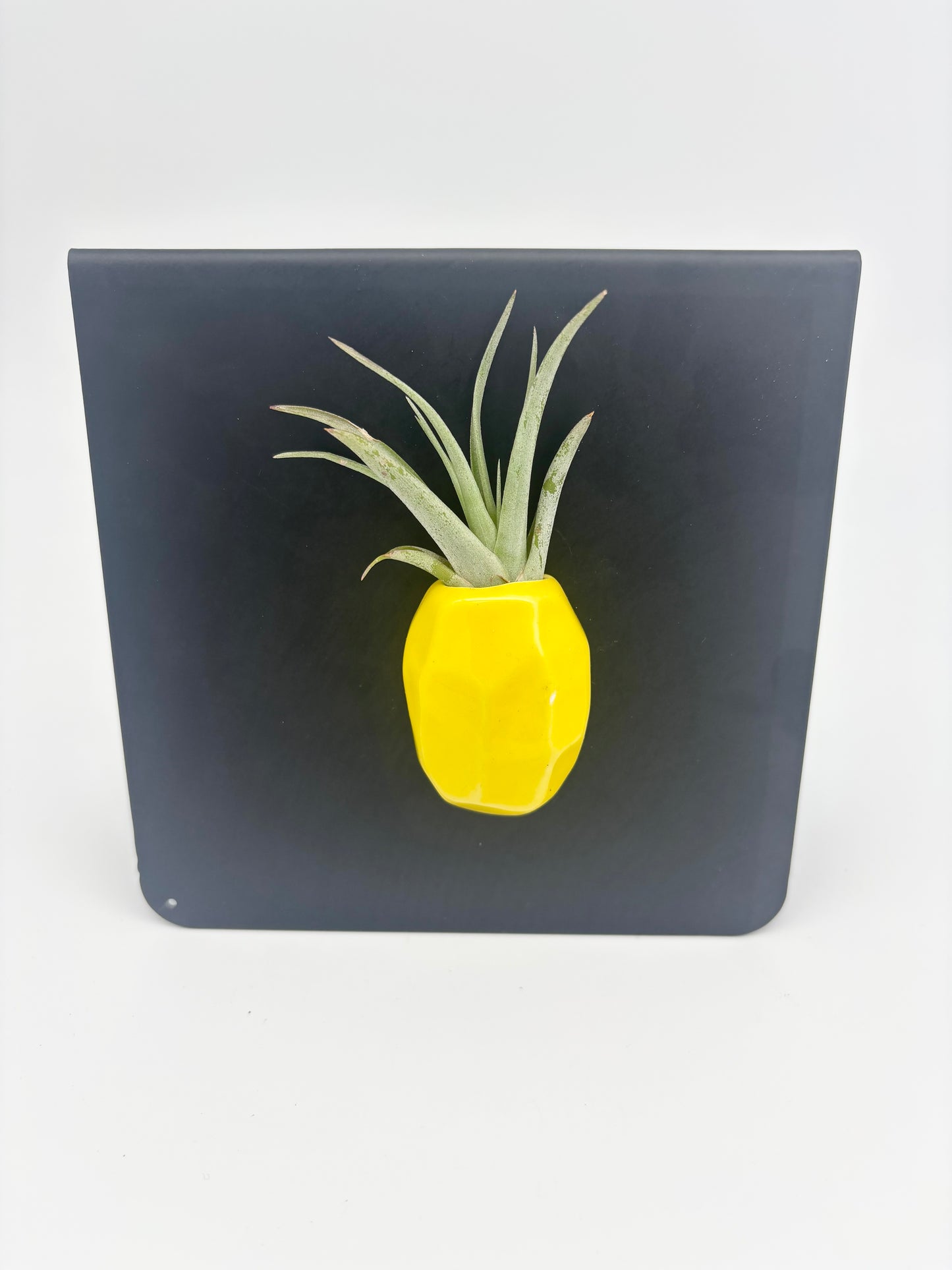Pineapple Magnet
