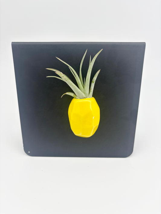 Pineapple Magnet