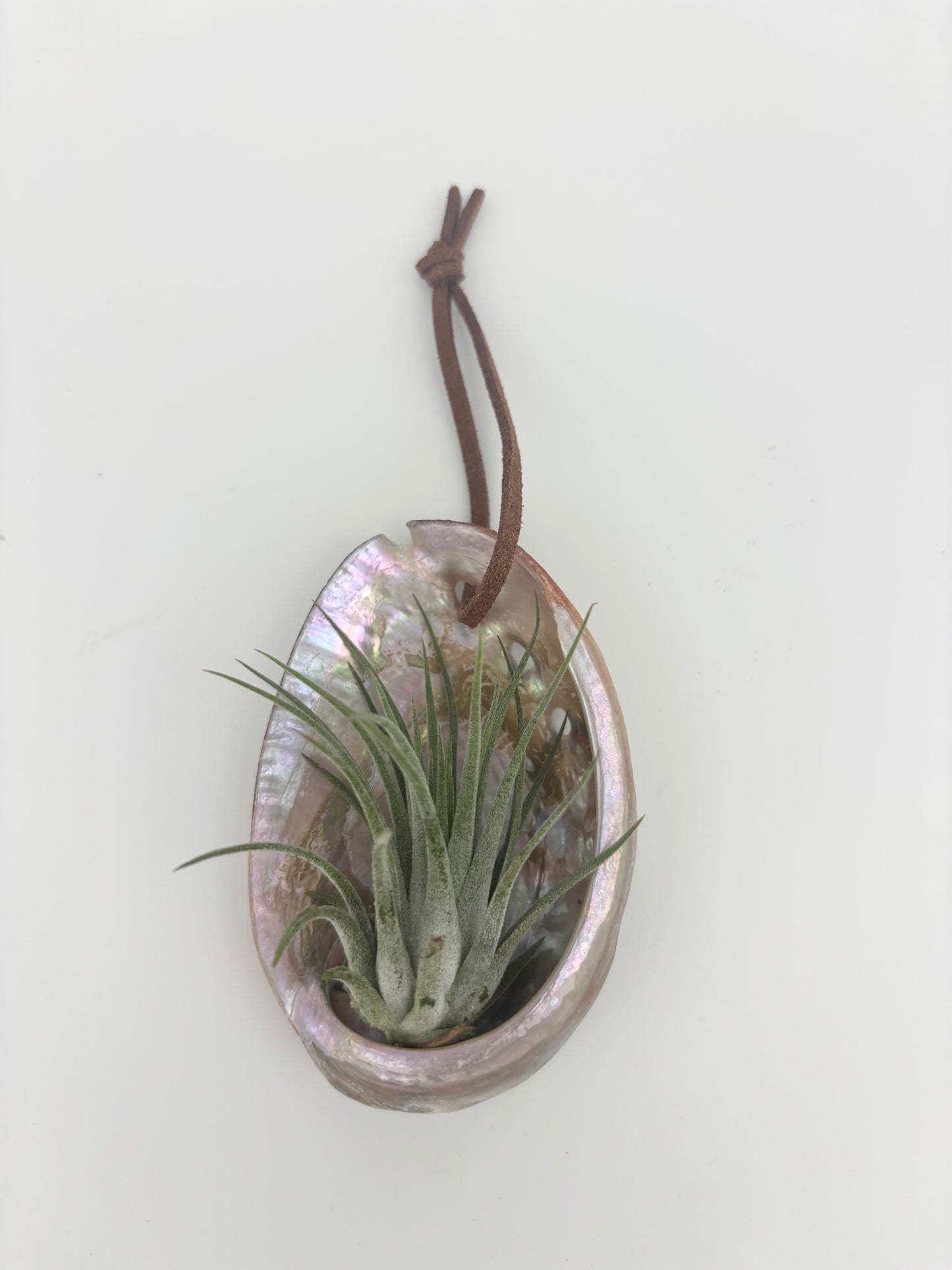 Abalone Ornament