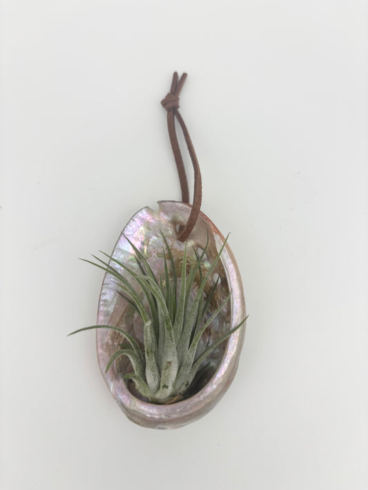 Abalone Ornament