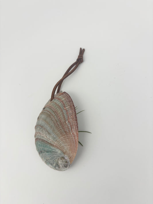Abalone Ornament