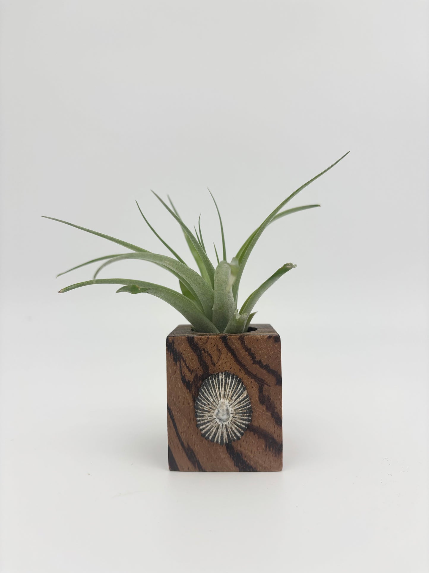 Natural Wood + Shell Tilly Holder