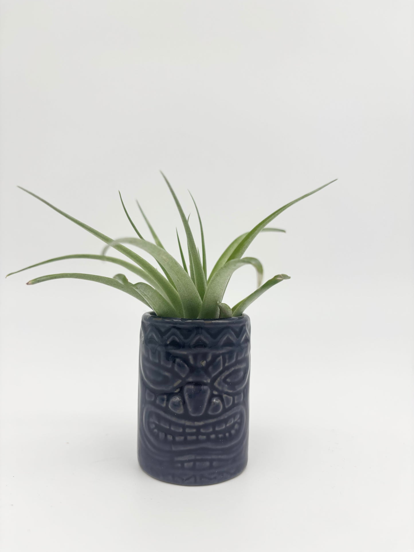 Tiki Tillandsia Holder