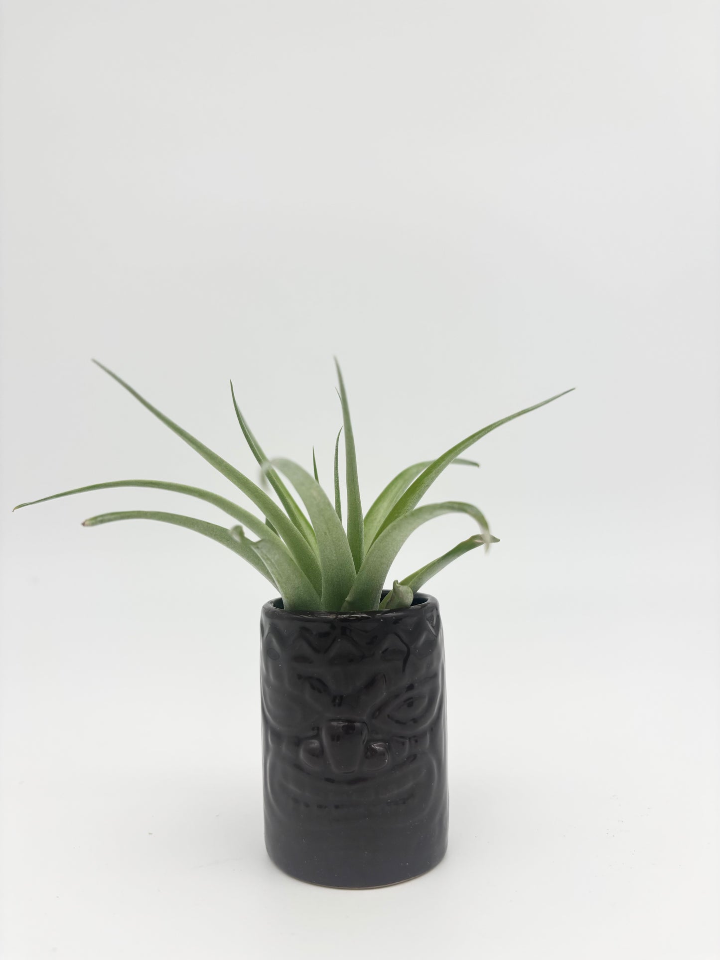 Tiki Tillandsia Holder