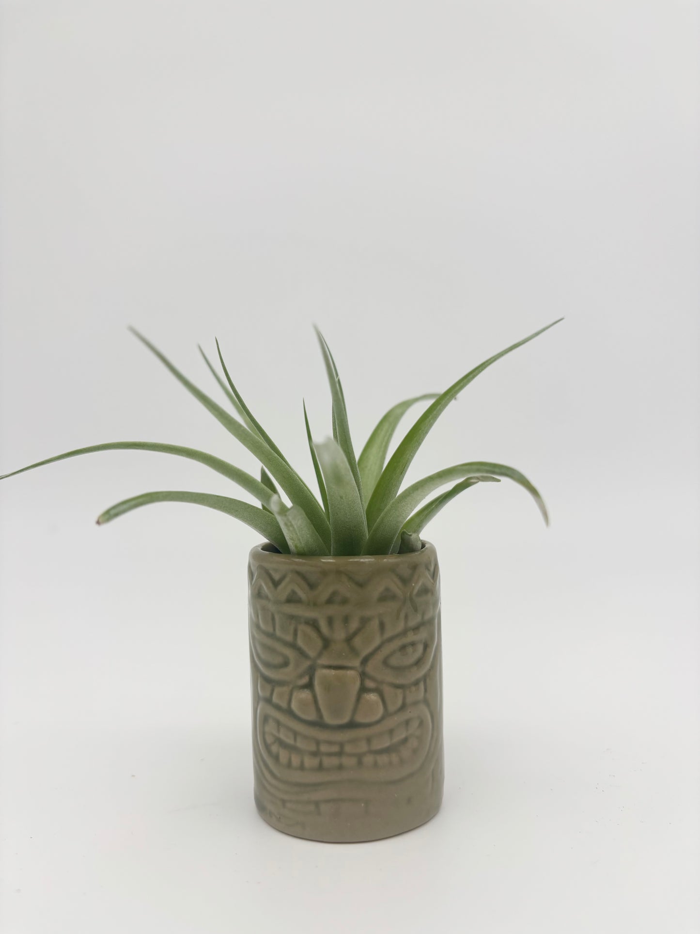 Tiki Tillandsia Holder
