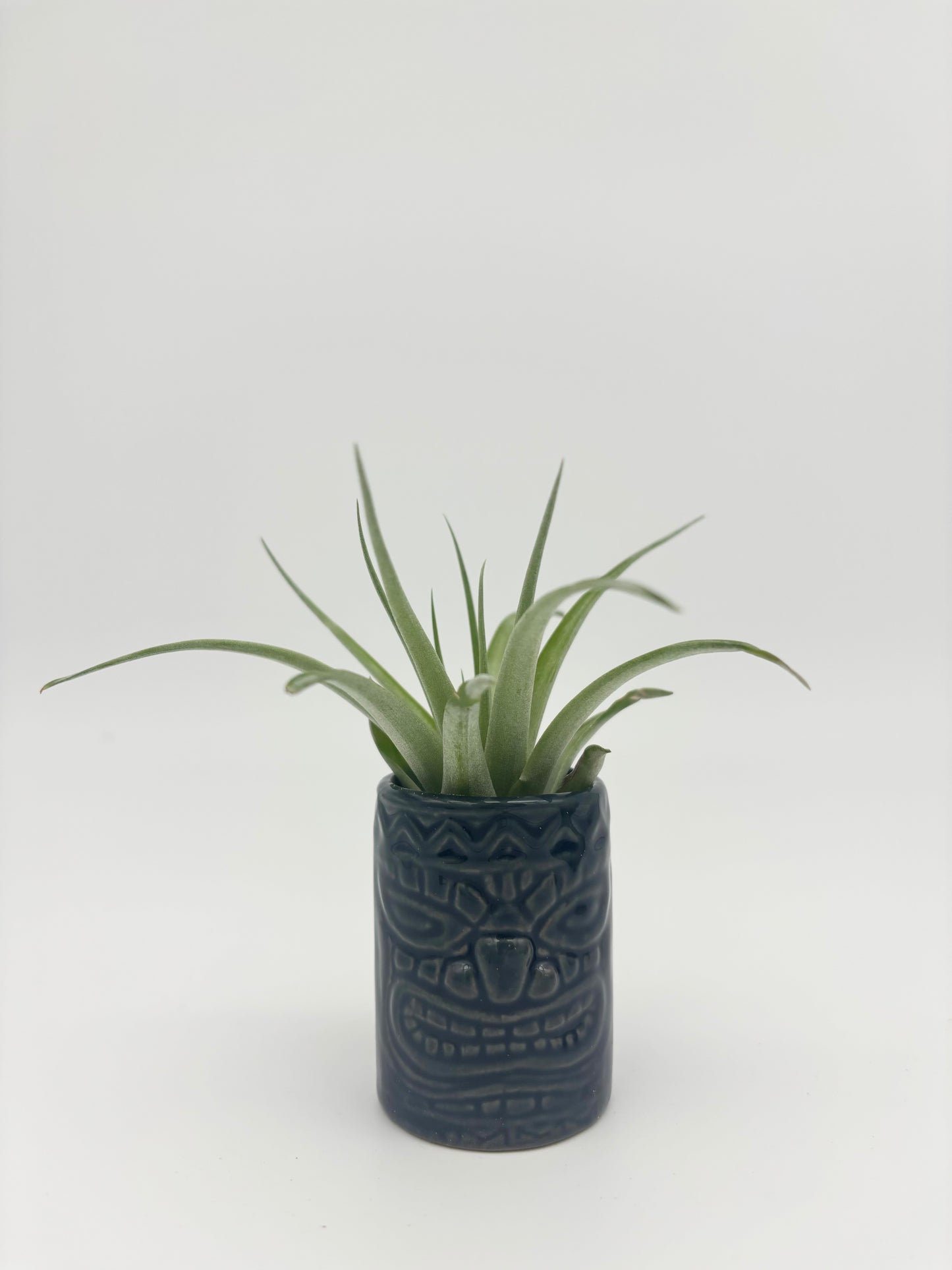 Tiki Tillandsia Holder