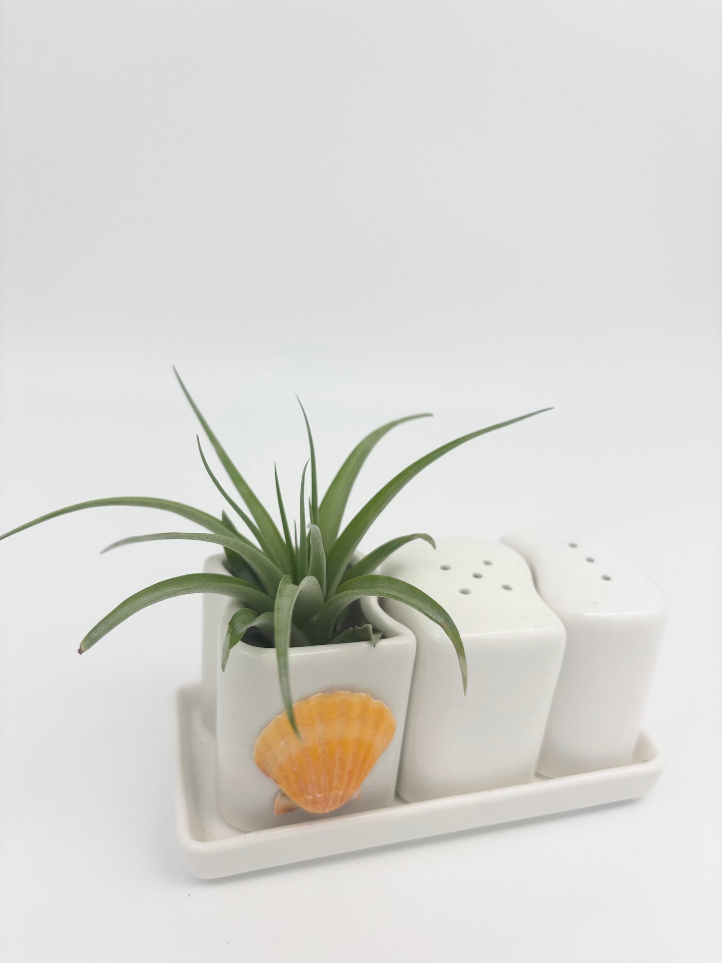 Ceramic + Shell Holder