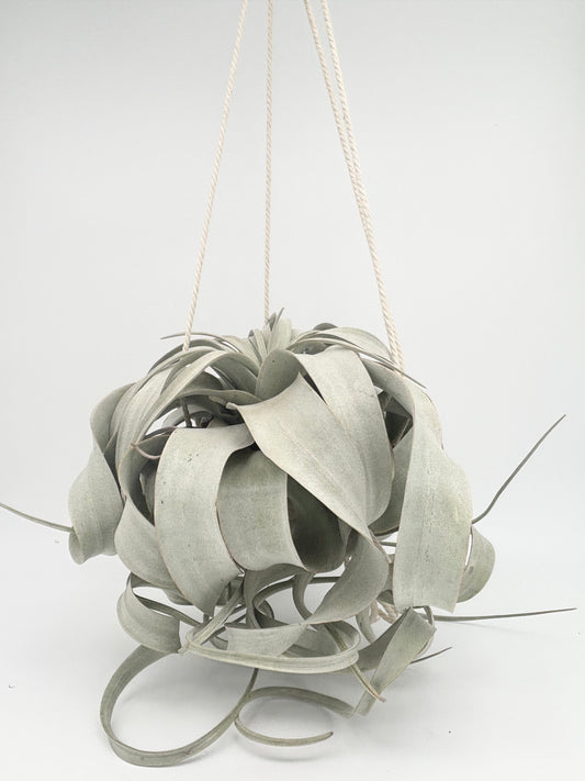 Xerographica w/ Macrame Hanger
