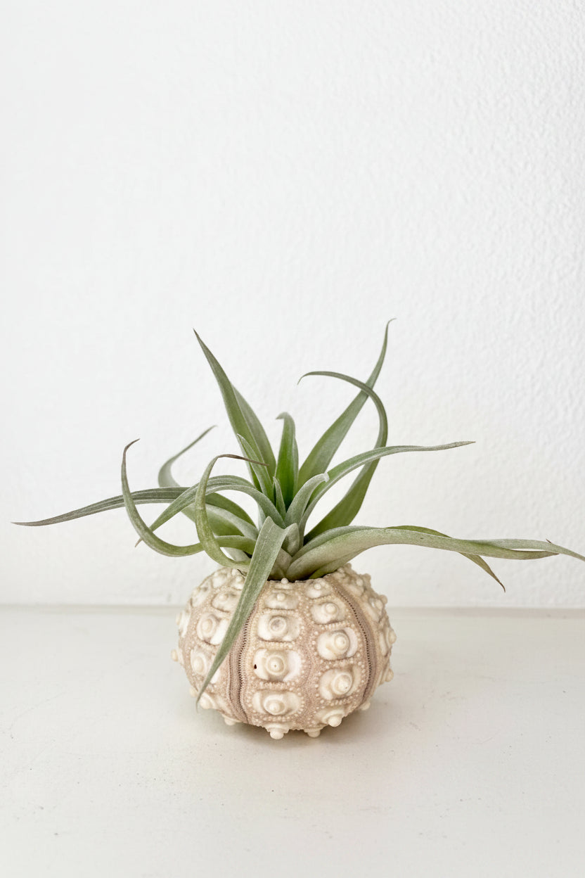 Sea Urchin Holder