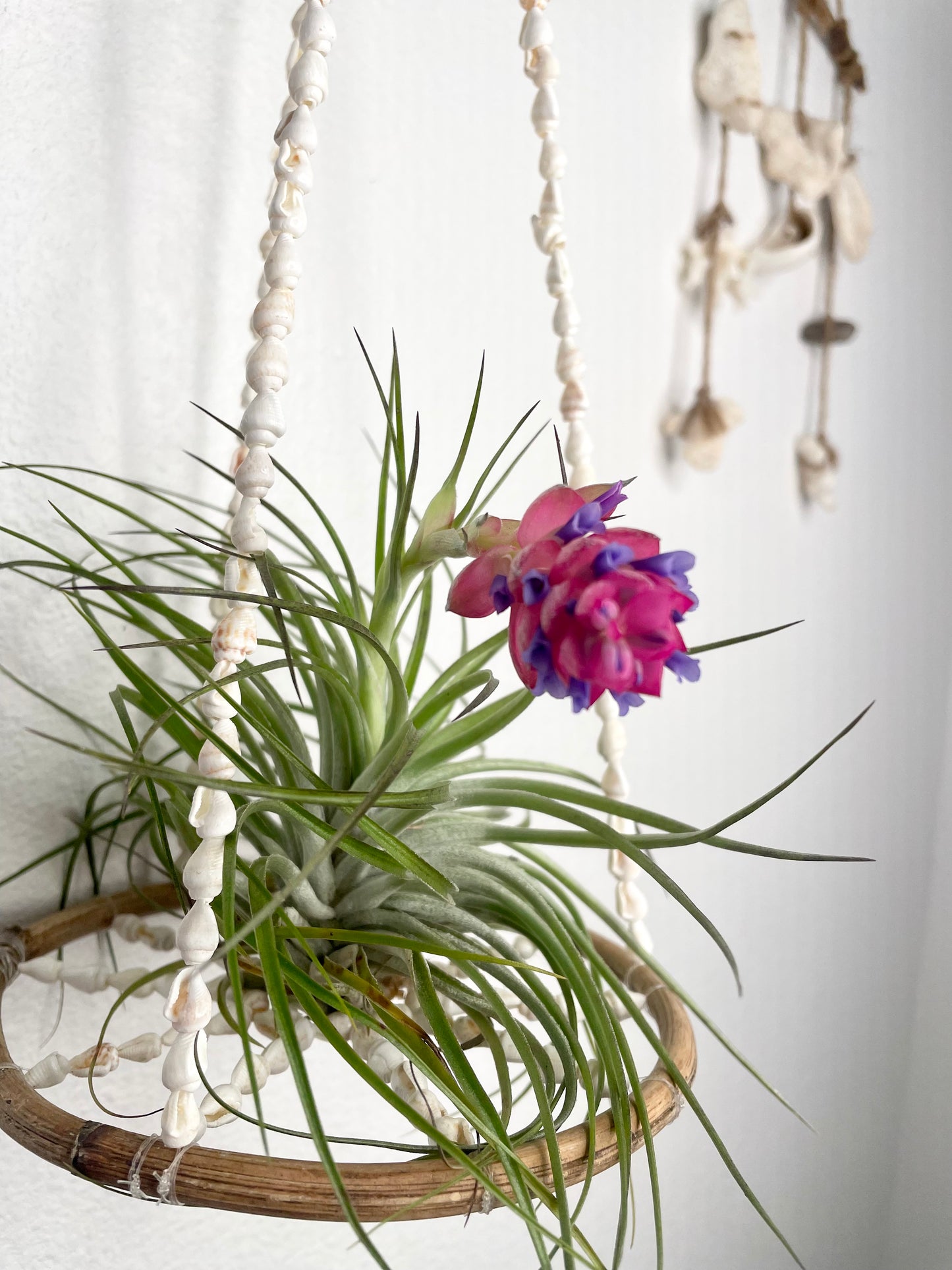 Tillandsia Stricta - Large
