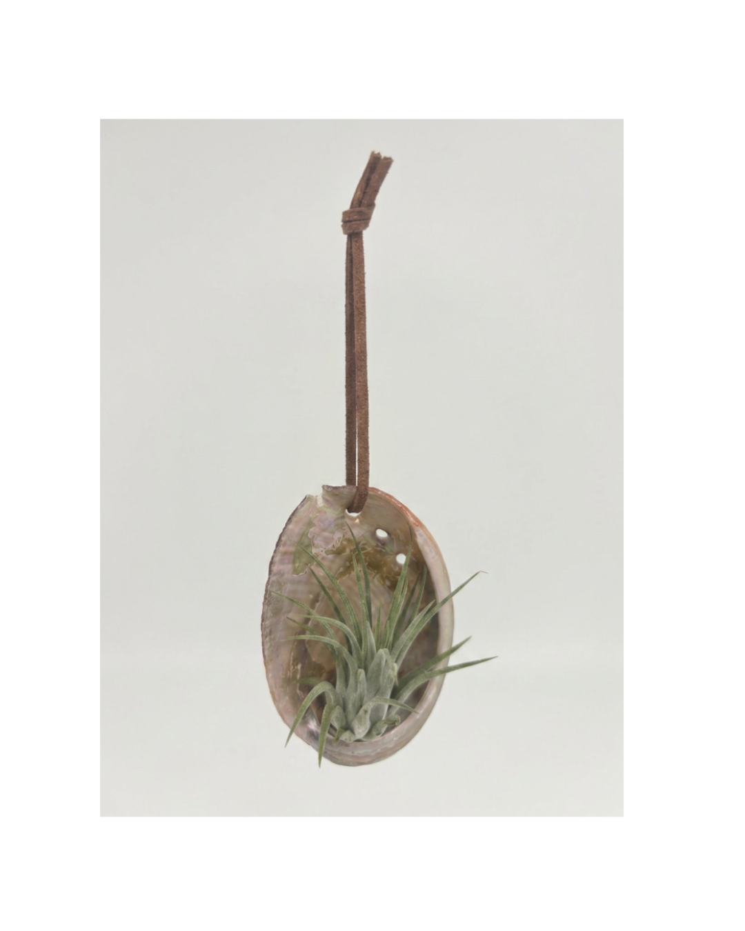 Abalone Ornament