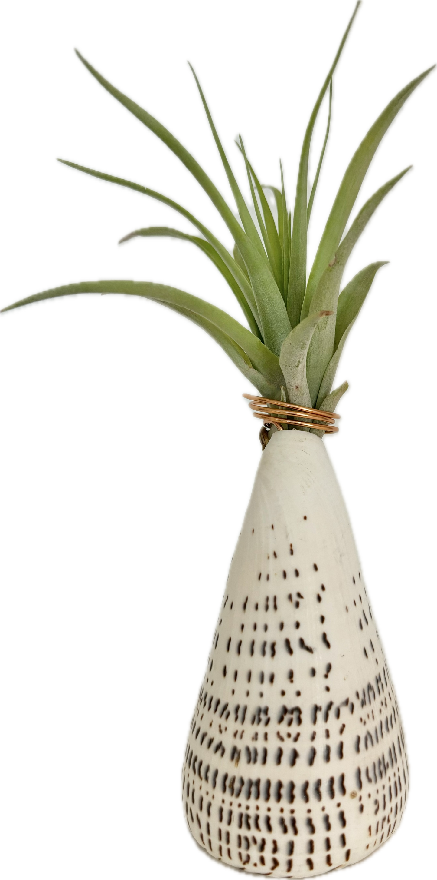 Cone Shell Holder - Large