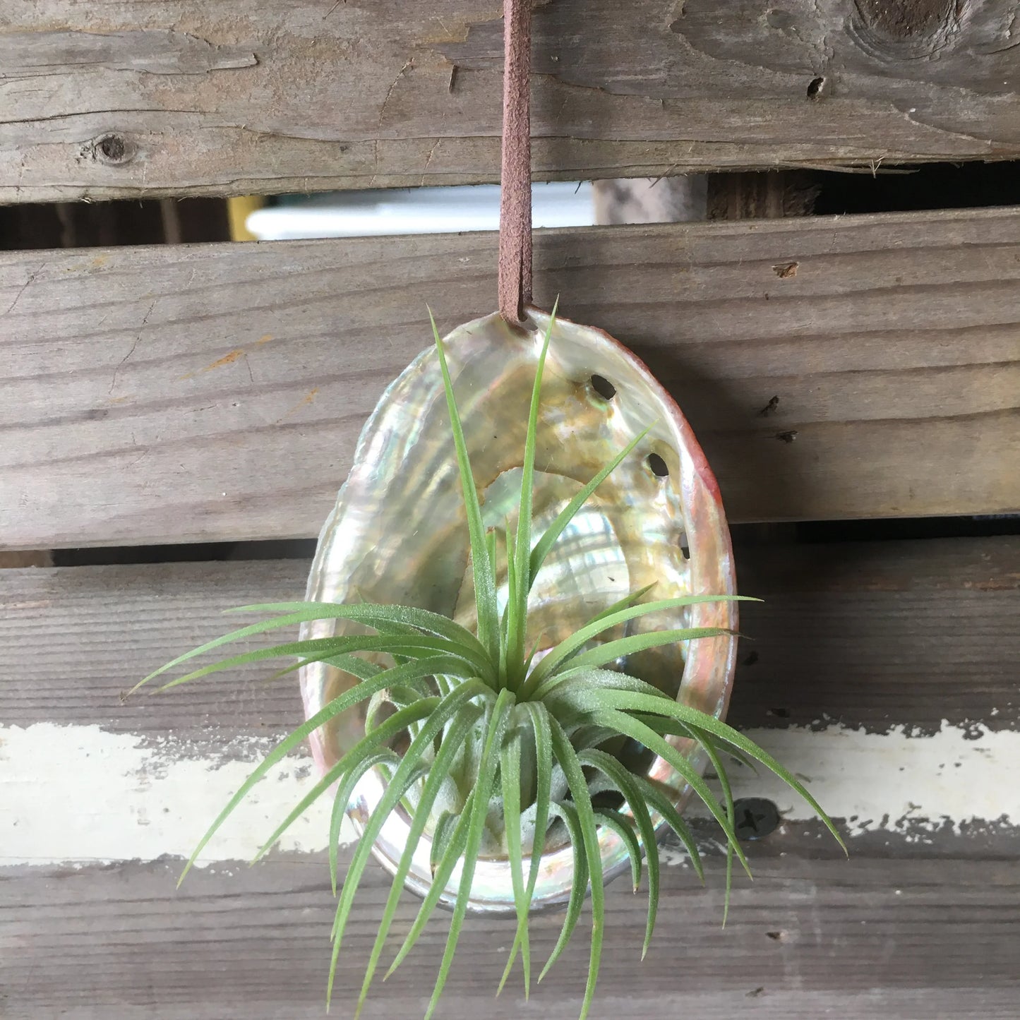 Abalone Ornament